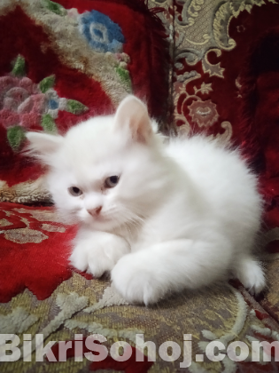 Persian cat